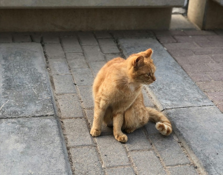 an orange cat sitting on a brick sidewalk