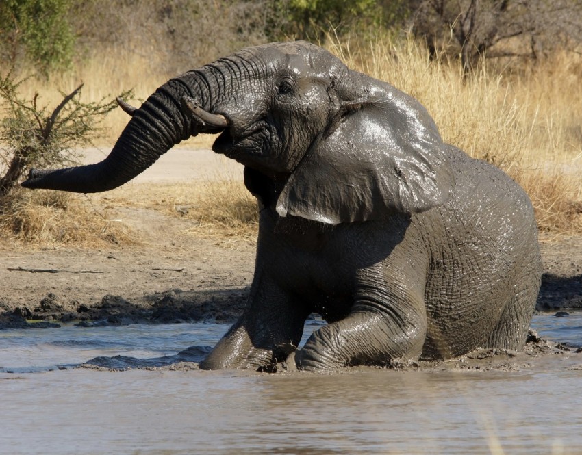 elephant on water during daytime