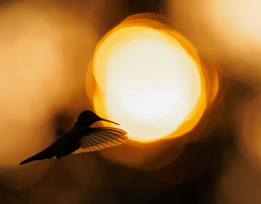 a bird flying in front of a bright light