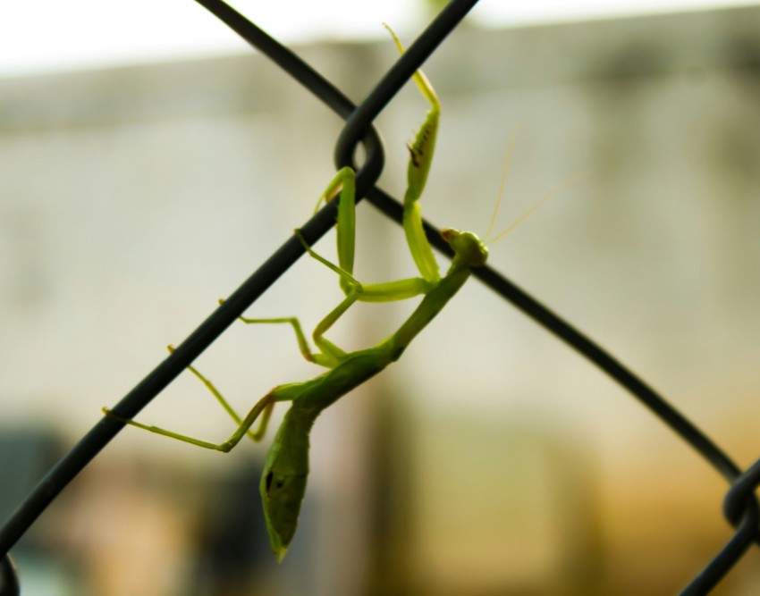 a close up of a grasshopper on a fence Dl81Z3vLE