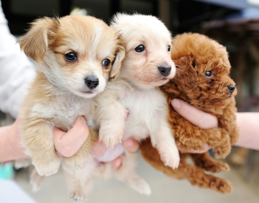 a person holding three puppies in their hands