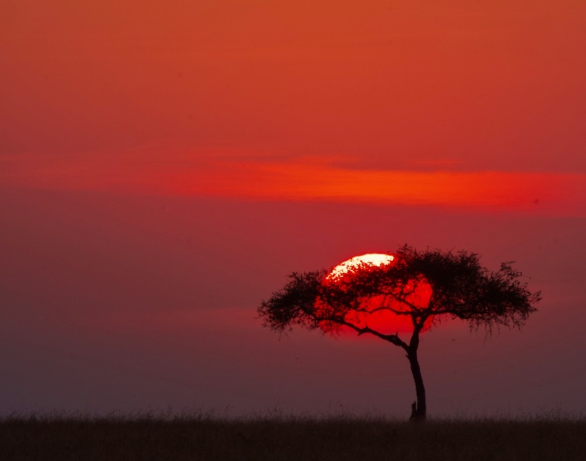 the sun is setting behind a lone tree