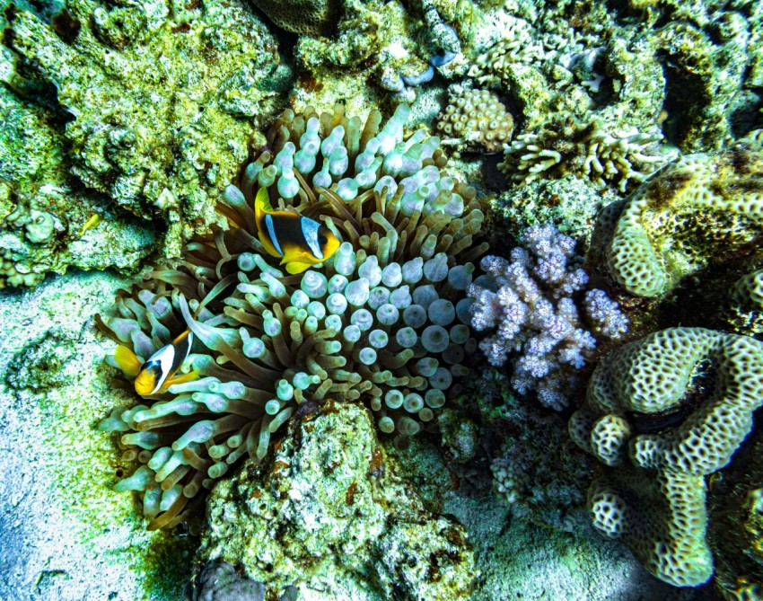 clown fish on coral reef 4einb54