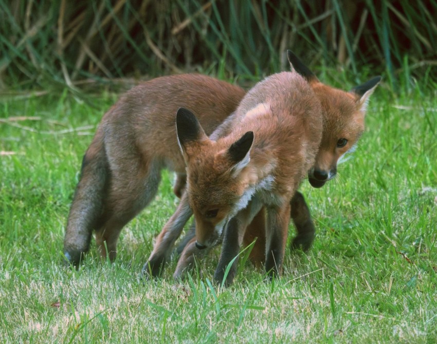 a couple of foxes standing on top of a lush green field V6gEN8gC