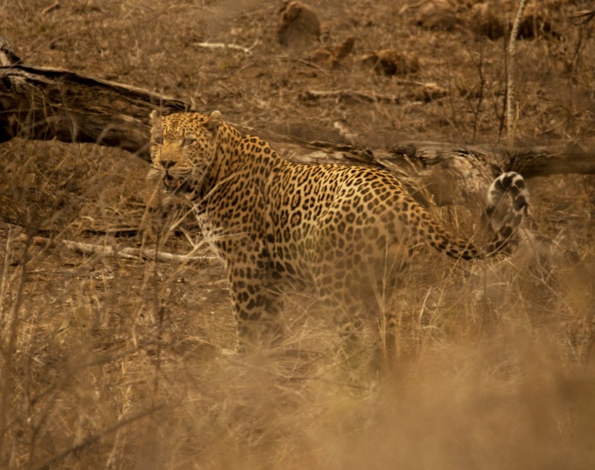 a leopard walking through a dry grass field