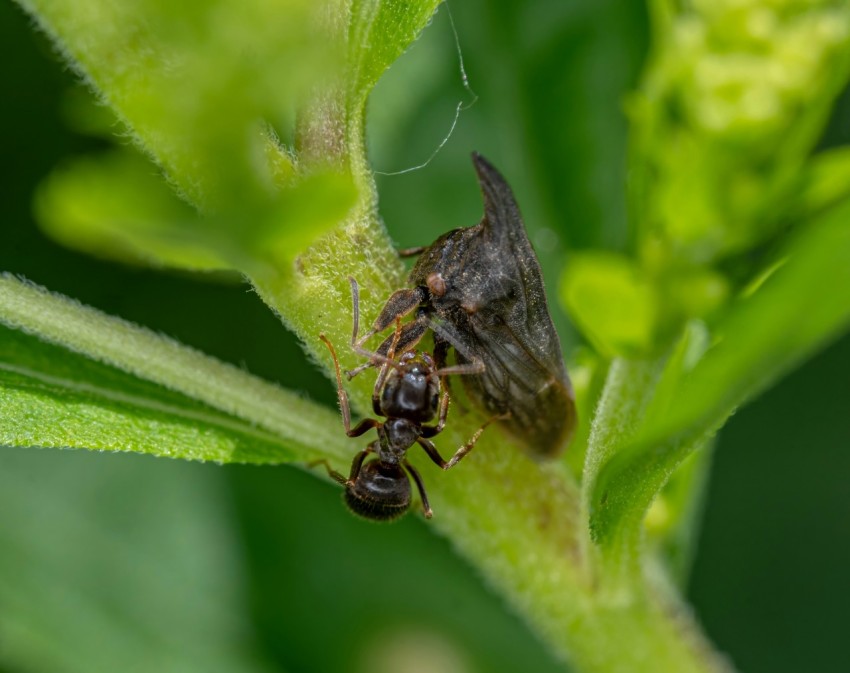 a close up of a bug on a leaf