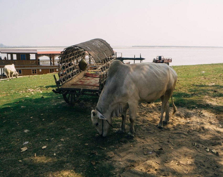 a cow eating grass next to a wooden cart