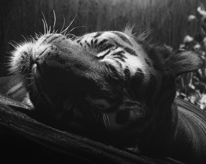 a black and white photo of a tiger sleeping