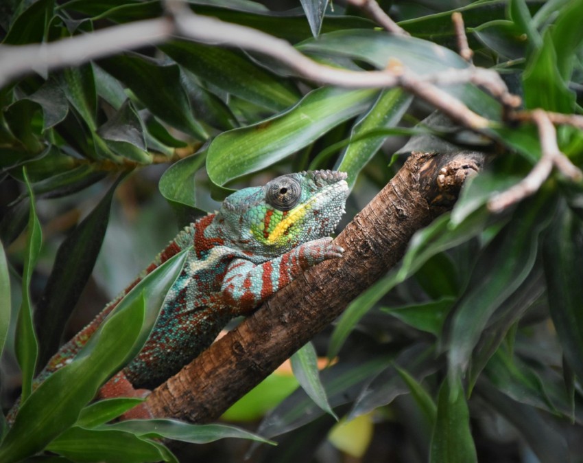 chameleon perching on tree branch 01IGoQ