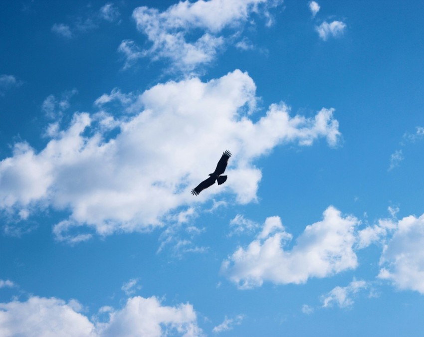 a large bird flying through a cloudy blue sky