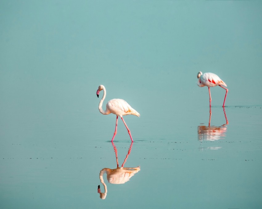 pink flamingos on water during daytime