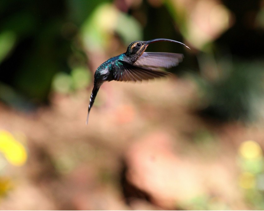 black and green hamming bird MWnsCV