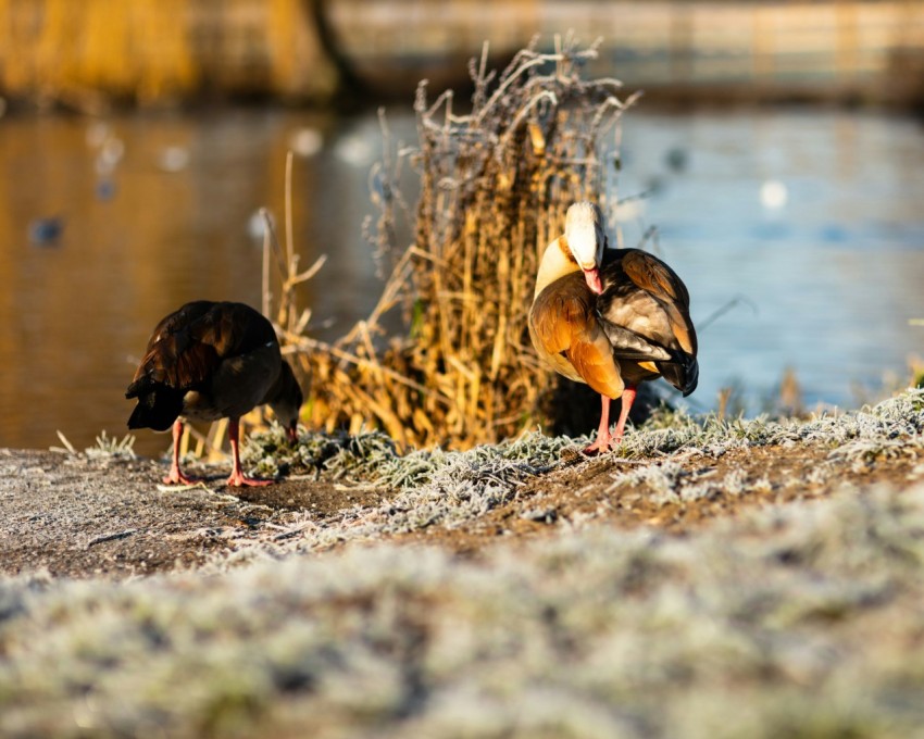 a couple of birds standing next to a body of water