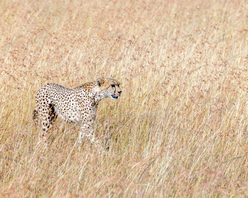 black and brown cheetah on brown grasses