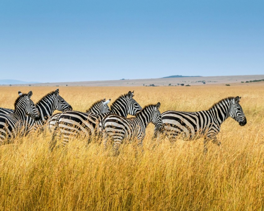 group of zebra walking on wheat field