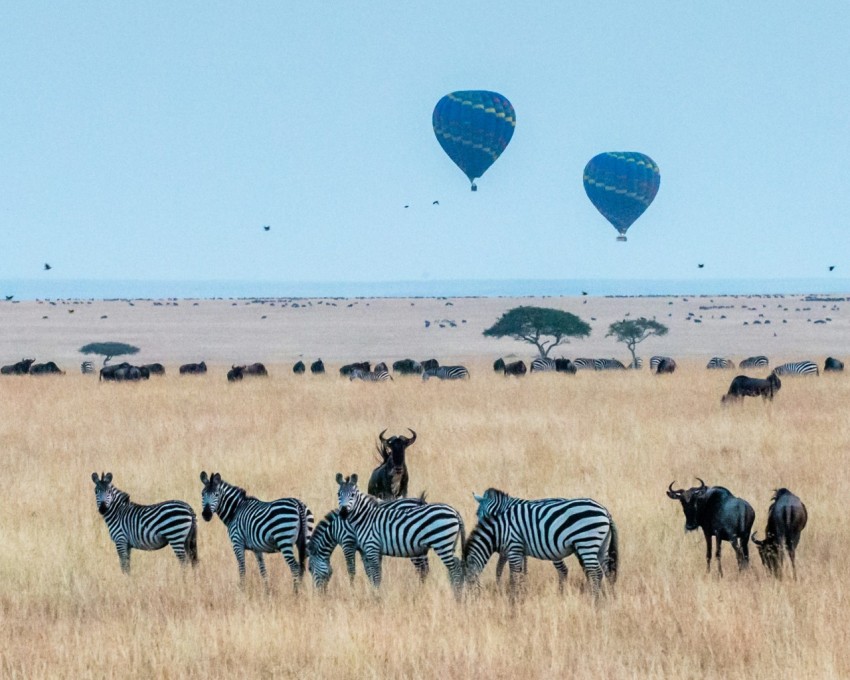 two hot air balloons in the wild