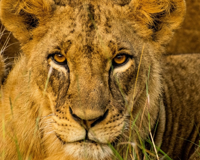 brown lion lying on green grass during daytime