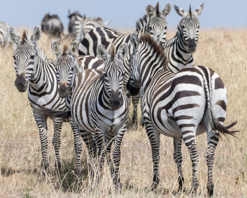 group of zebra