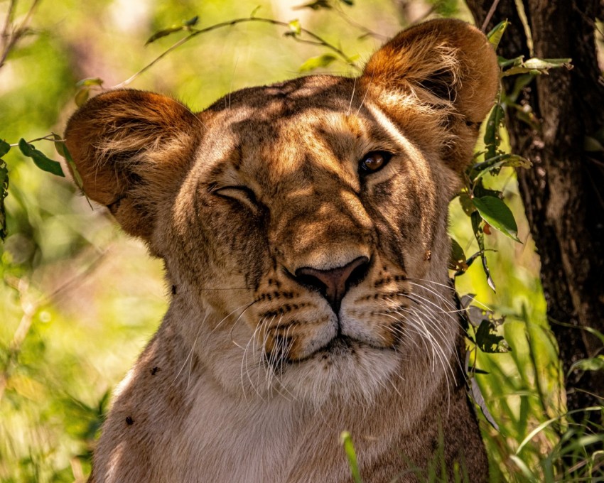 a close up of a lion near a tree