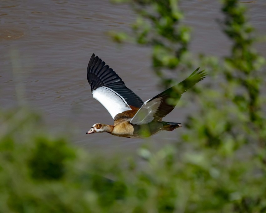 a bird flying over a body of water