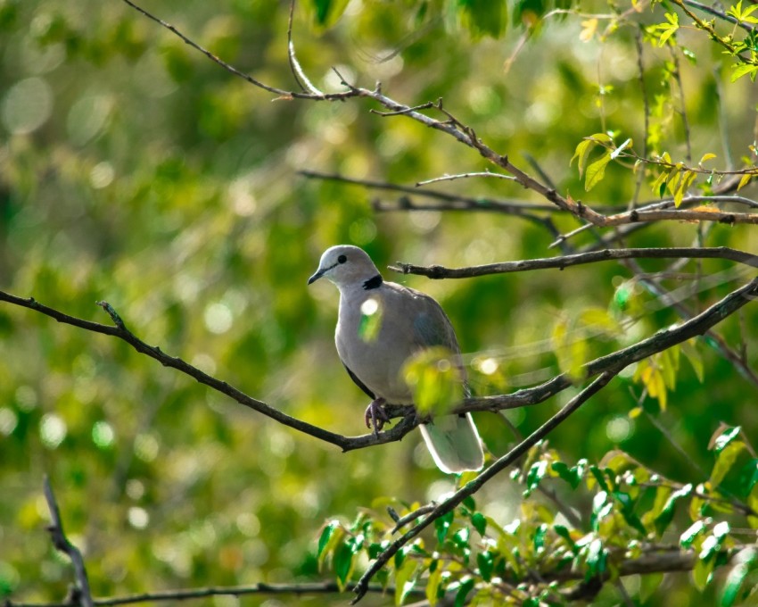 a bird perched on a branch of a tree