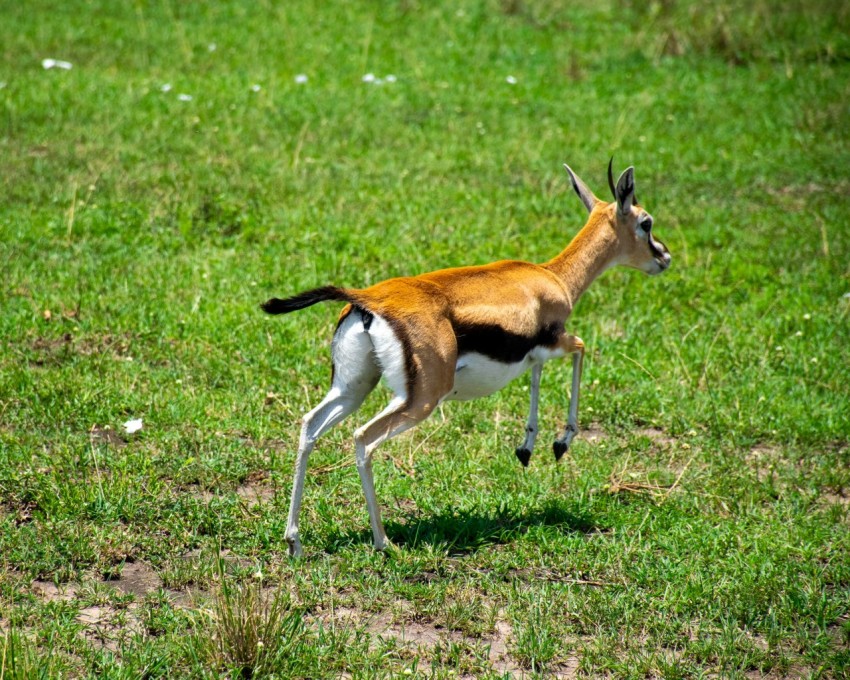 a small antelope running through a grassy field