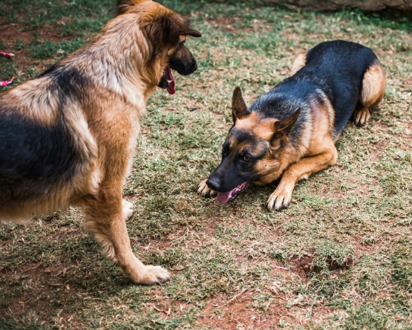 a couple of dogs that are standing in the grass