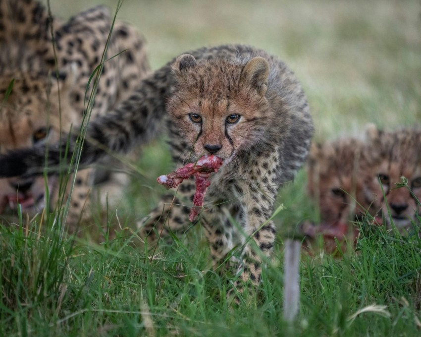 cheetah on green grass during daytime