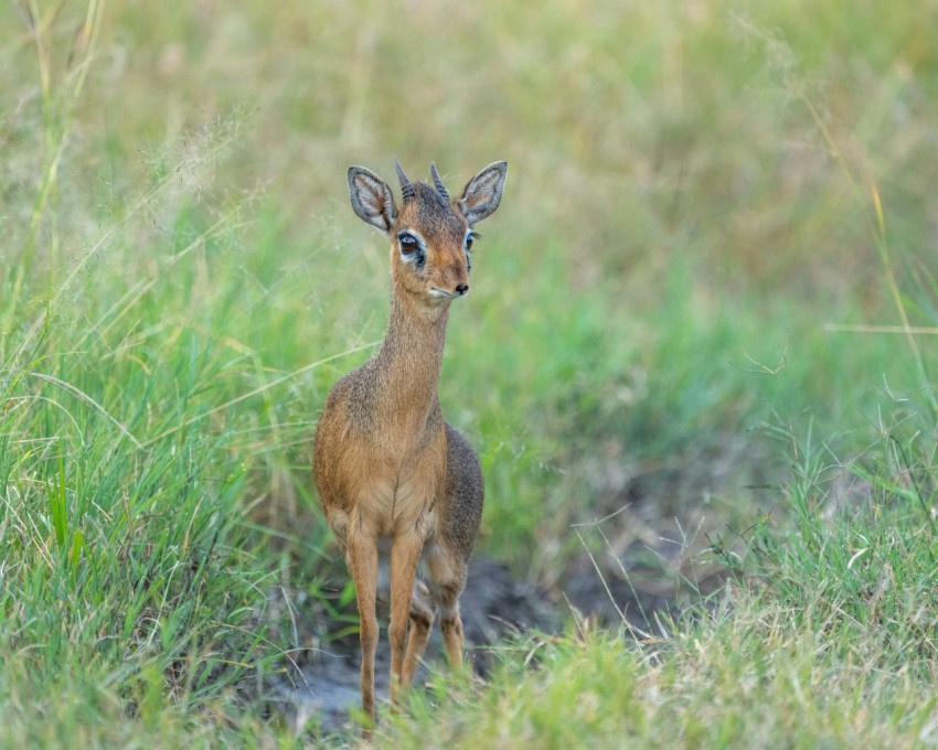 a small deer standing in a grassy field