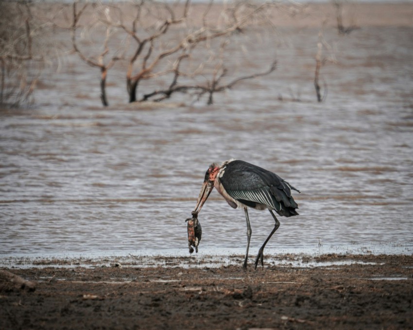 a large bird with a fish in its beak