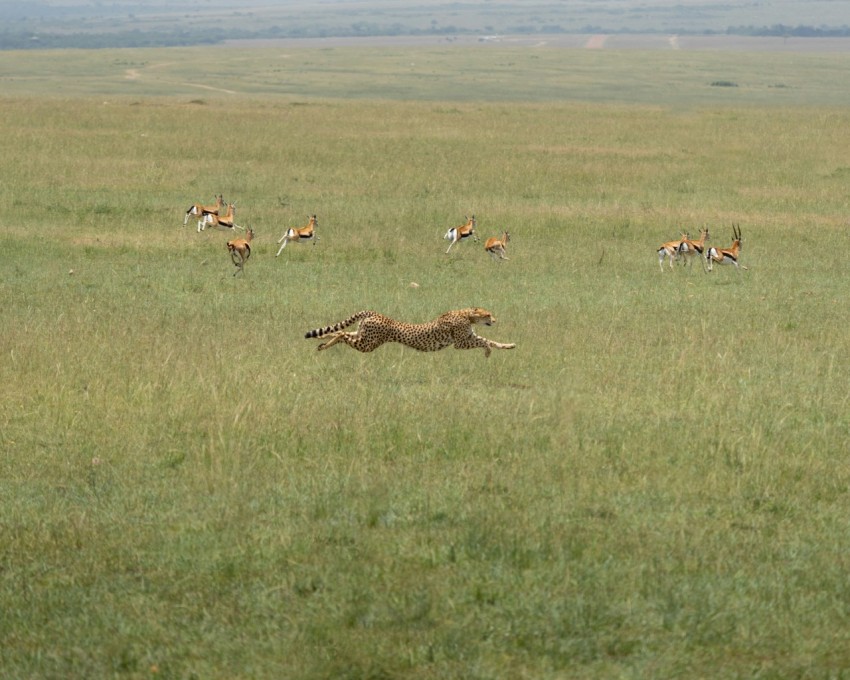 a group of animals running in a field