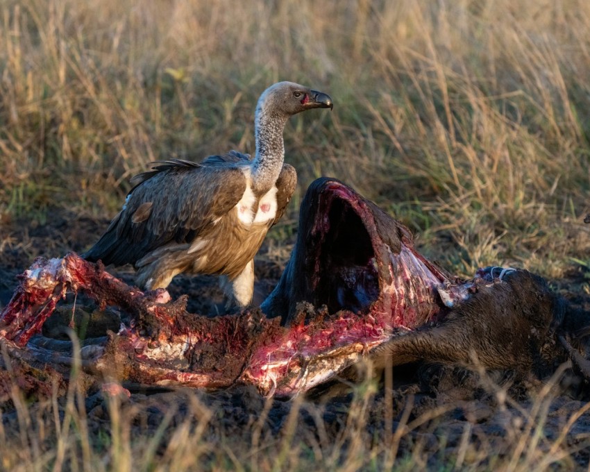 a bird standing on top of a carcass in a field