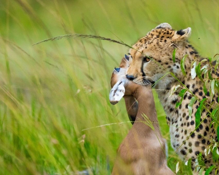 cheetah on green grass field during daytime  8M