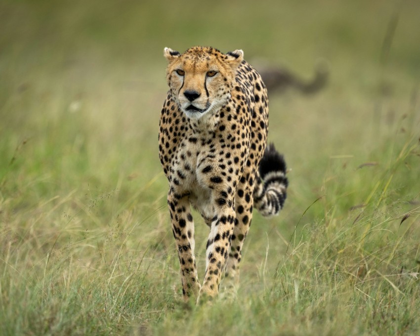 cheetah on green grass during daytime