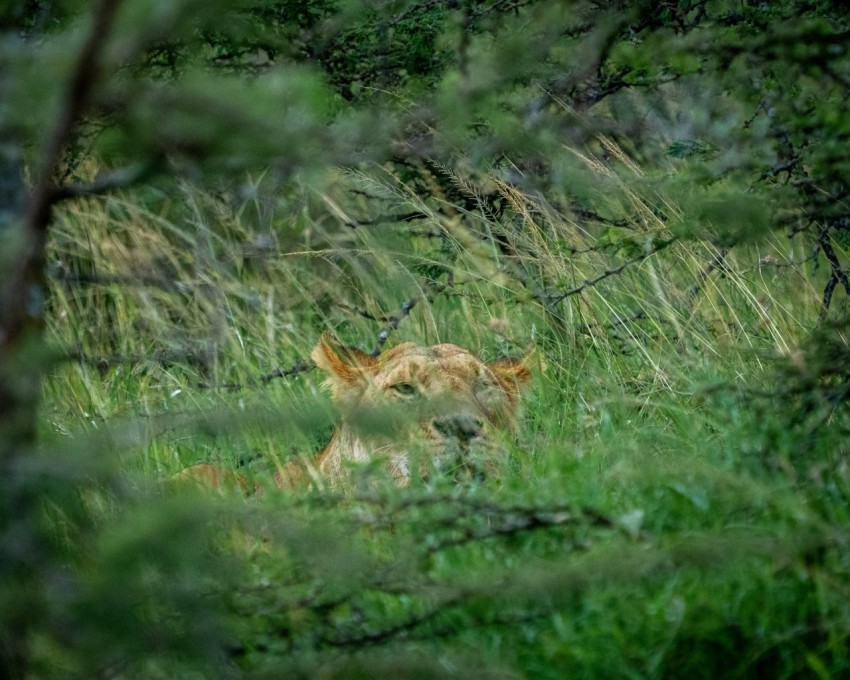 brown fox on green grass during daytime