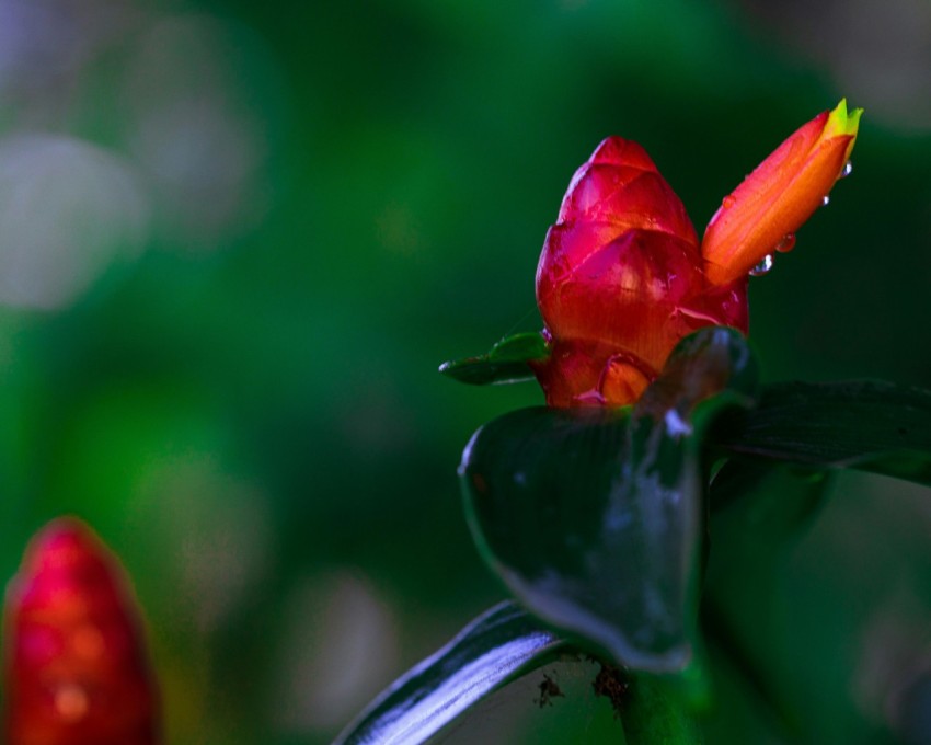 a red flower with water droplets on it