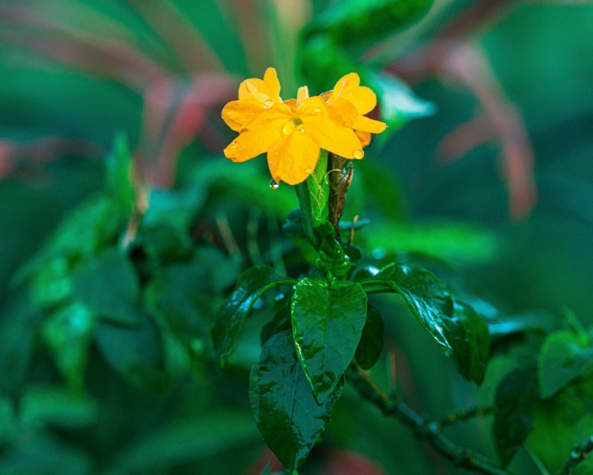 a yellow flower on a plant