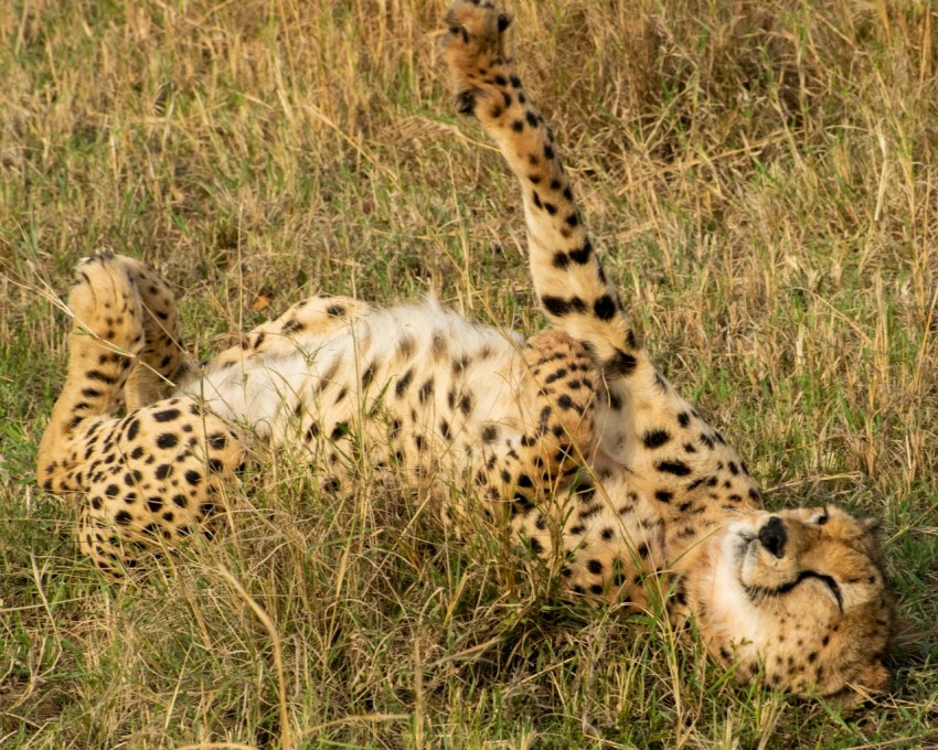 brown and black cheetah on green grass during daytime hYQV62QB