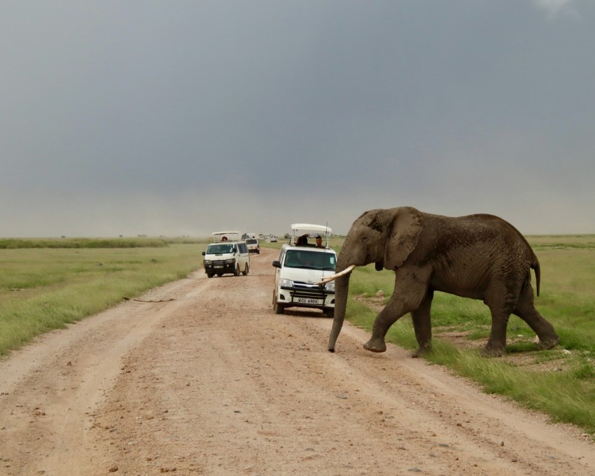 elephant walking on dirt road during daytime QTBNJk