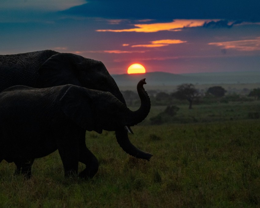 a couple of elephants walking across a lush green field