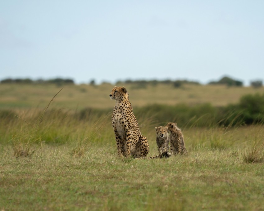 a couple of cheetah standing on top of a grass covered field