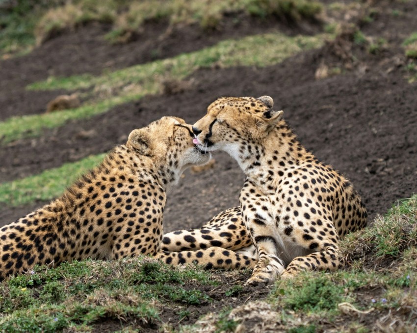 two cheetah laying on the ground with their mouths open CqXh