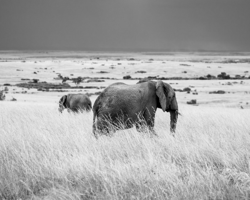 a couple of elephants that are standing in the grass