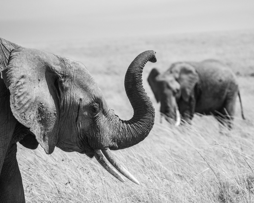 a couple of elephants that are standing in the grass