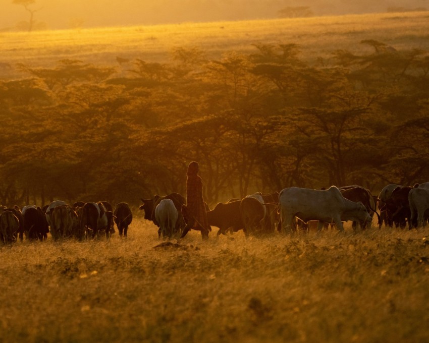 a herd of cattle walking across a grass covered field epl