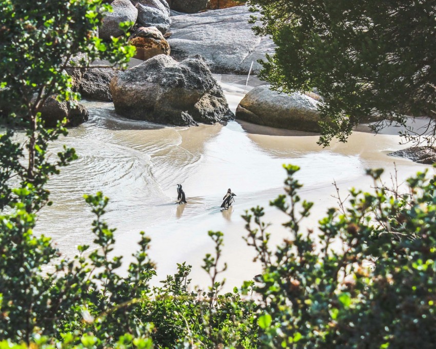 penguins on water