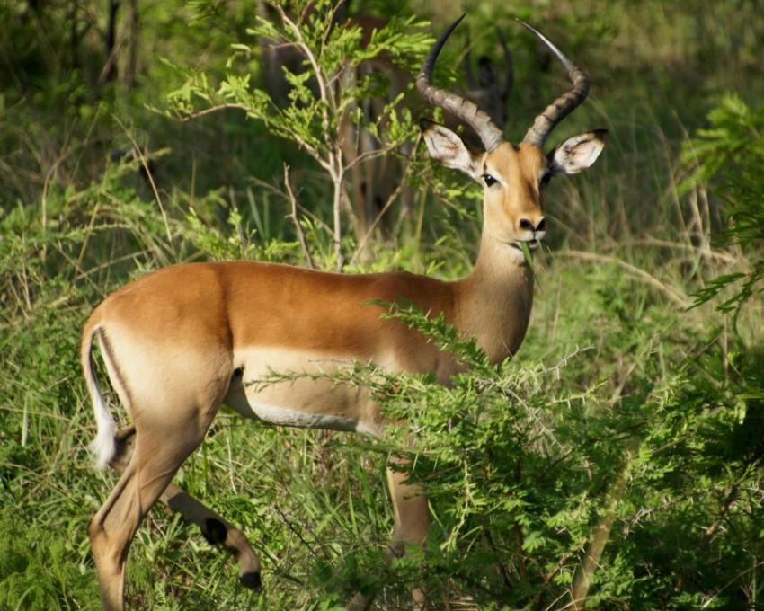 brown antelope eating grass