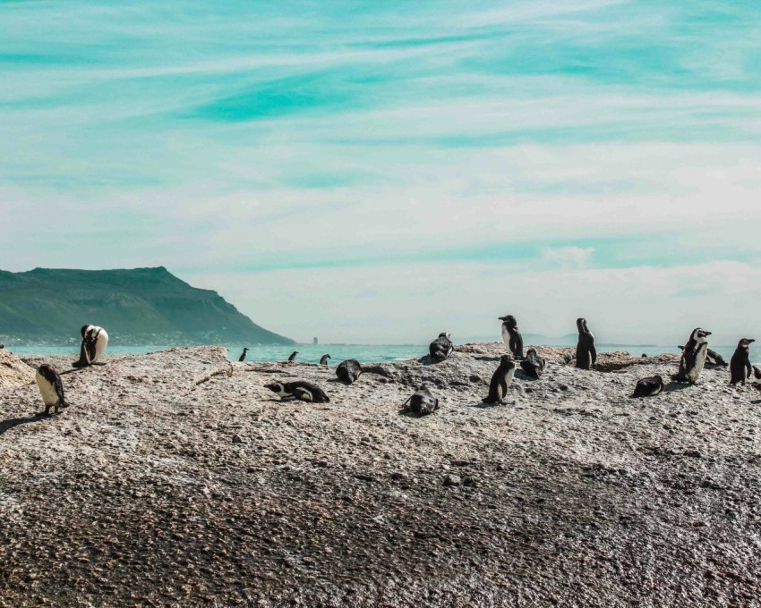 selective focus photography of penguins