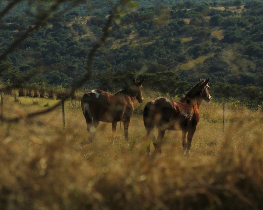 brown and white horses on brown grass field during daytime