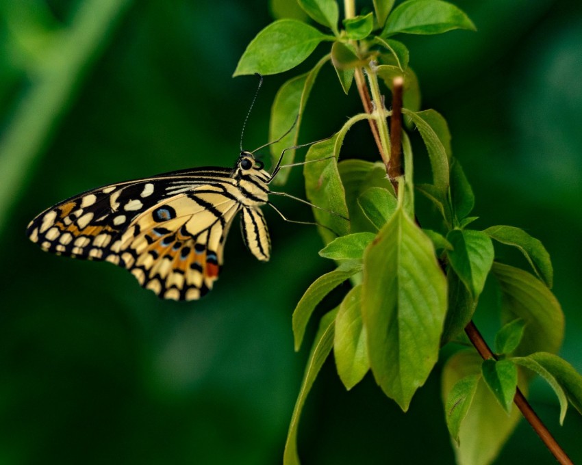 a butterfly sitting on top of a green leaf